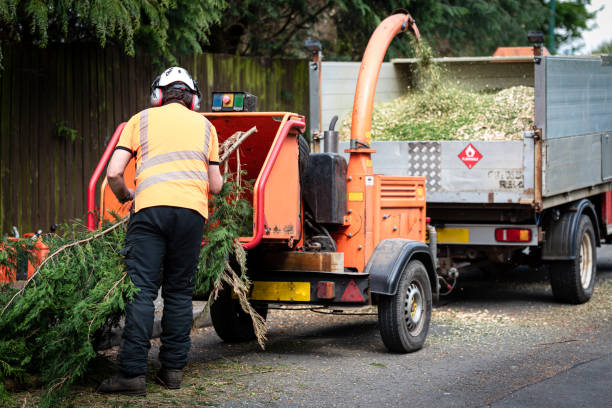 Tree and Shrub Care