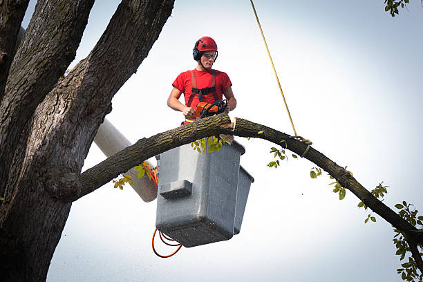 How Our Tree Care Process Works  in  Sound Beach, NY